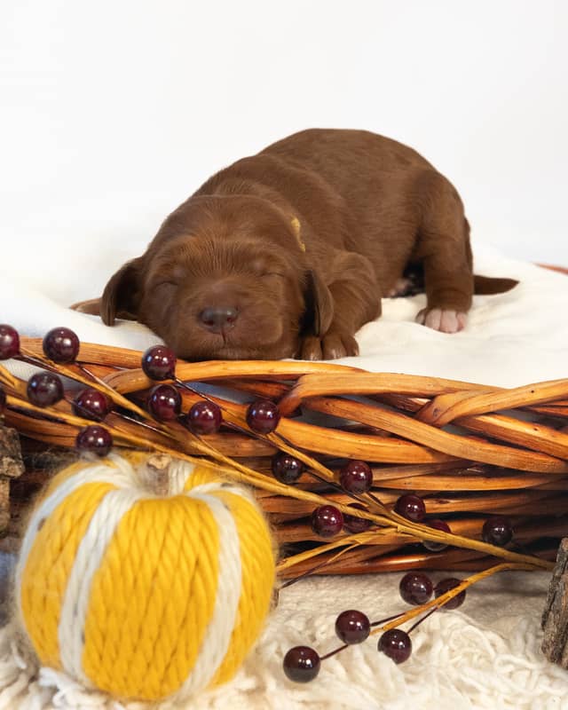 Cinnamon, a Red with White Markings Goldendoodle puppy