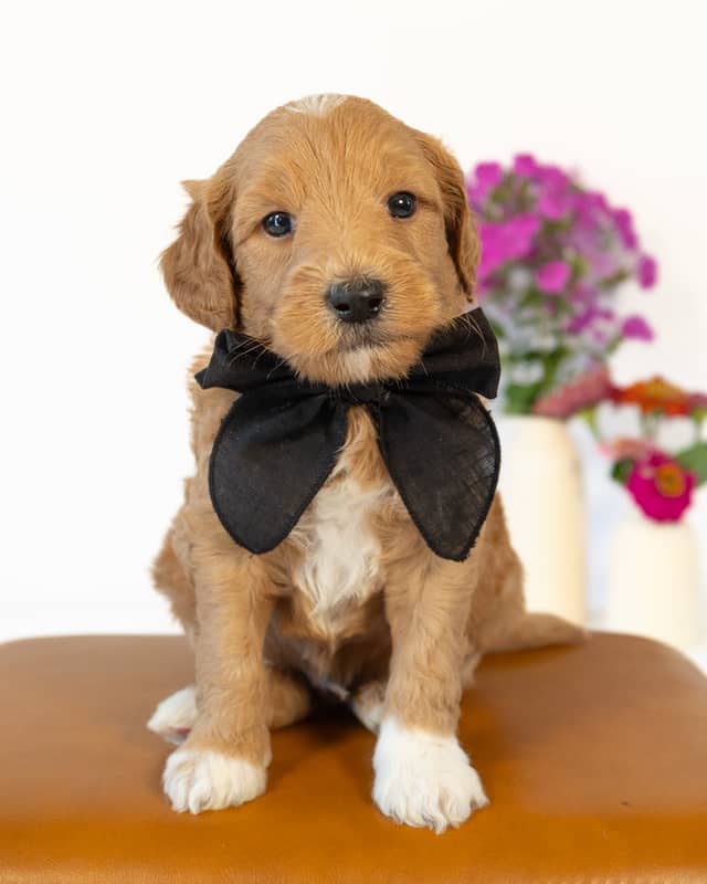 Dodge, a Golden with White Markings Goldendoodle puppy