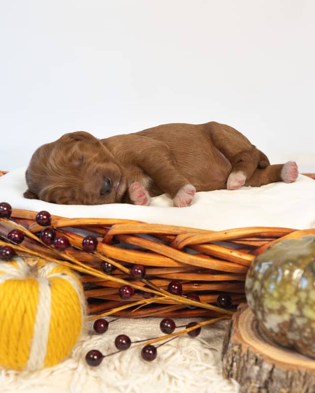 Earl, a Red with White Markings Goldendoodle puppy