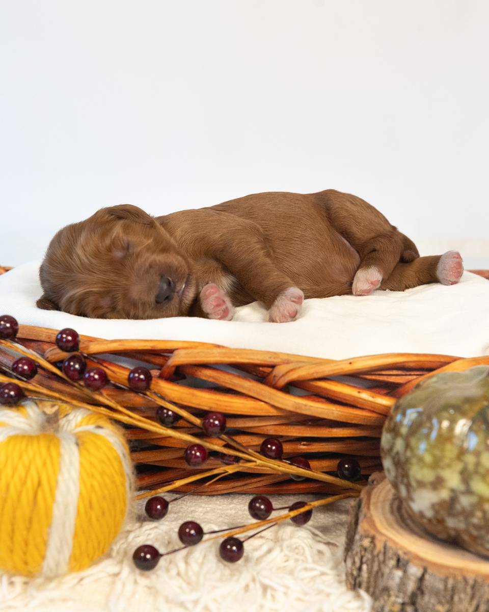 Earl, a Red with White Markings Goldendoodle puppy