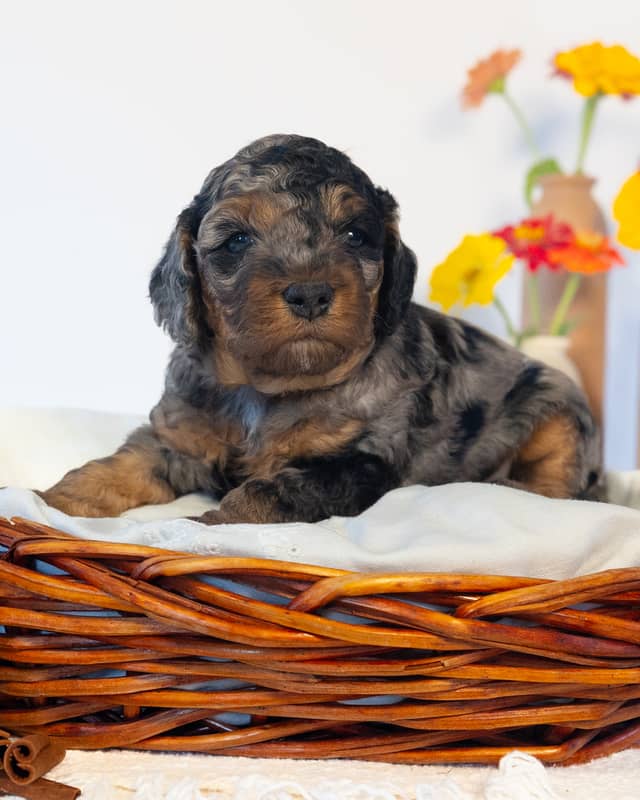 Mocha, a Blue Phantom Merle Cockapoo puppy