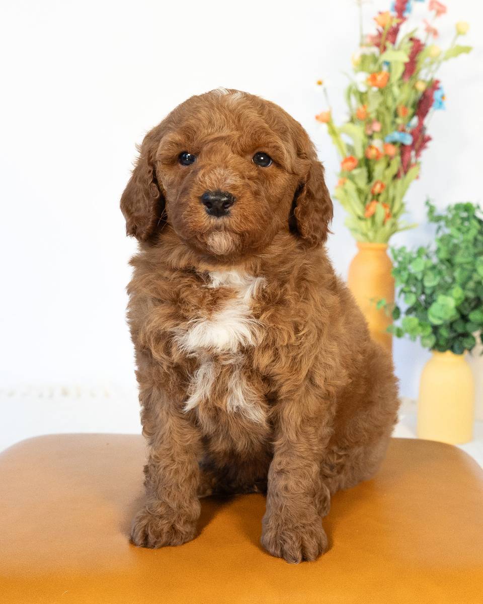 Boone — Golden with White Markings Goldendoodle puppy from Forever and Always Doodles, Virginia
