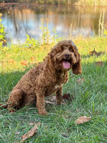 Goldberry, a Cockapoo dam