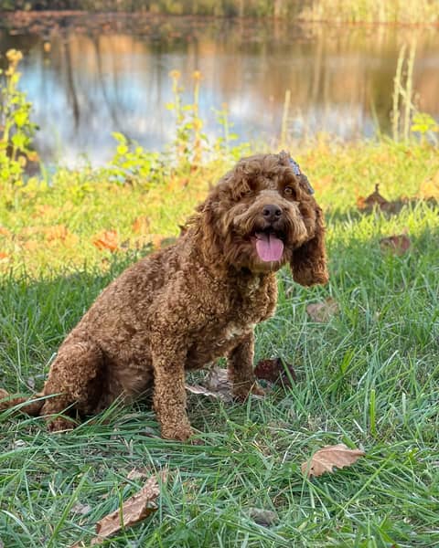 Goldberry, a Cockapoo dam