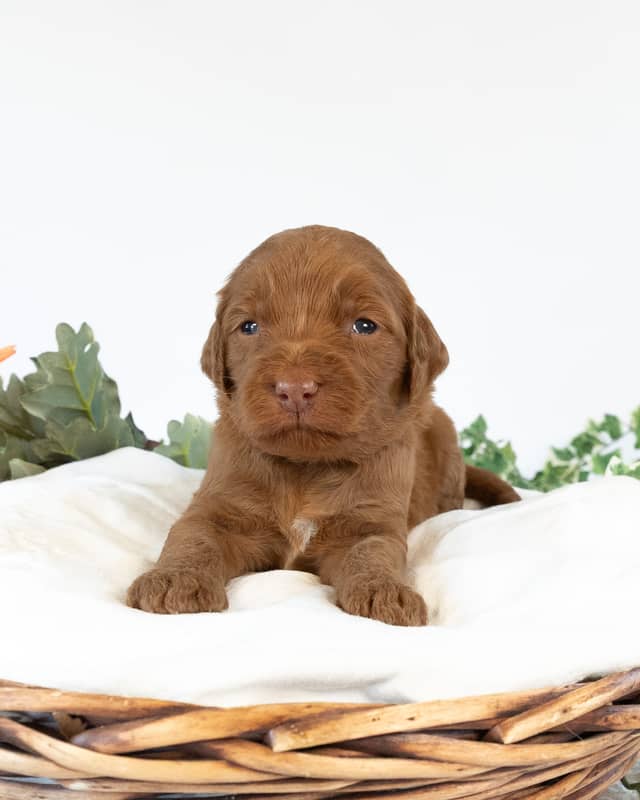 Nana, a Apricot with White Markings Goldendoodle puppy