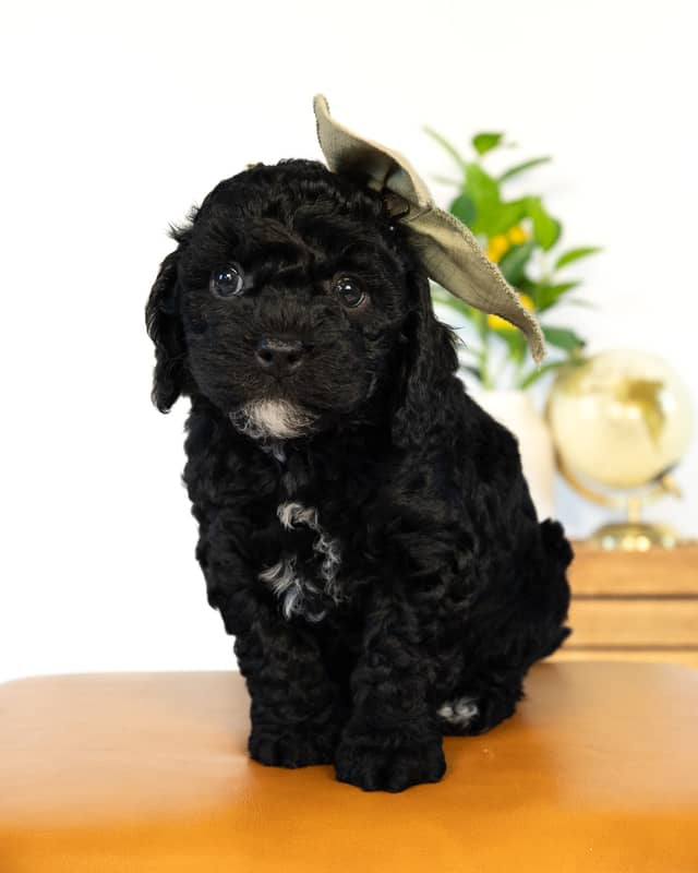 Paris, a Black with White Markings Cockapoo puppy