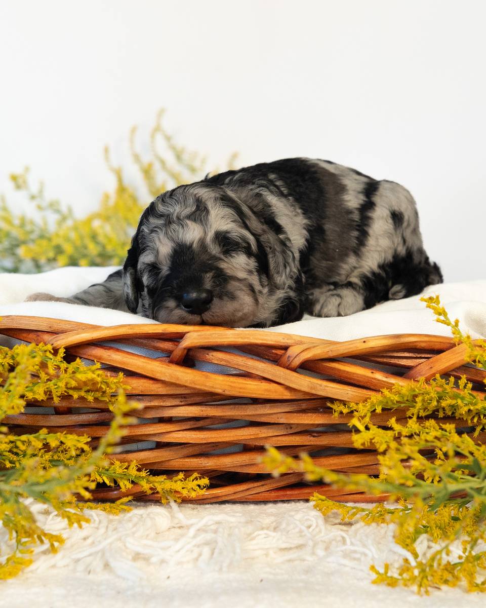 Dumbledore, a Blue Merle Goldendoodle puppy