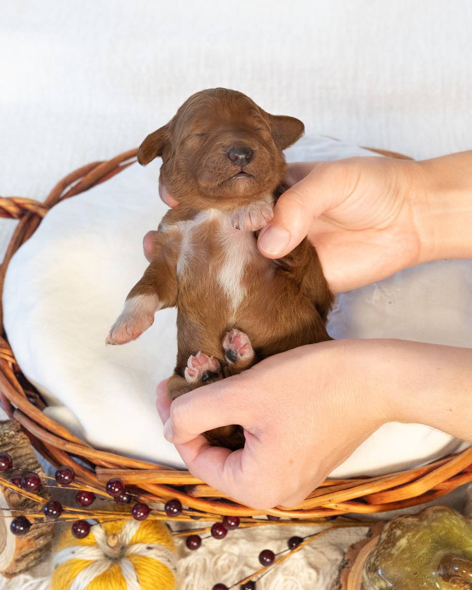 Autumn, a Red with White Markings Goldendoodle puppy