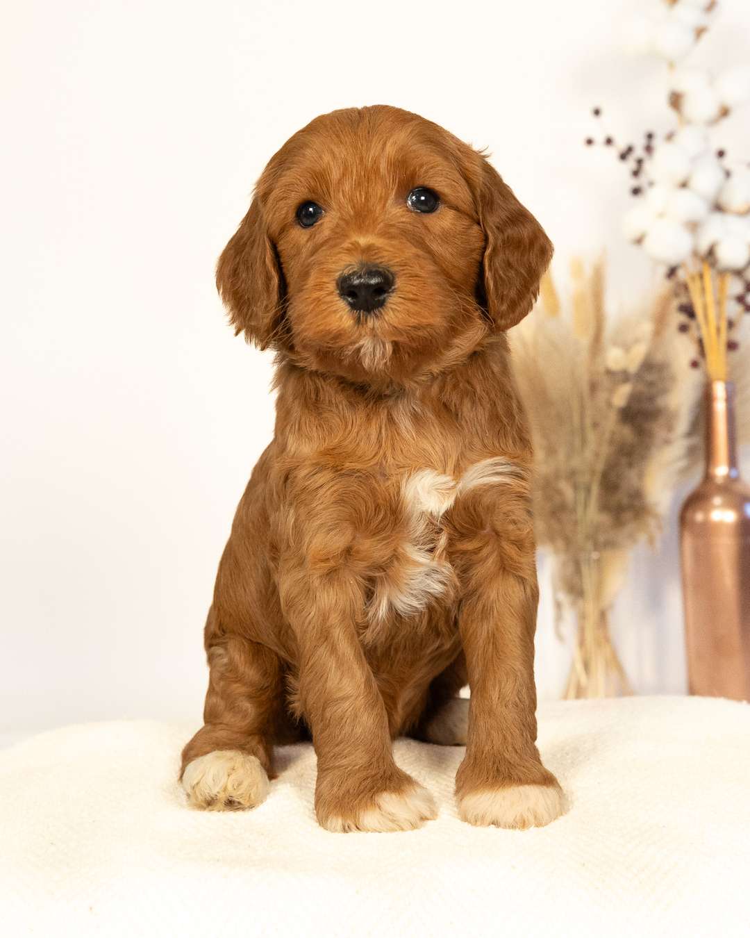 Lulu × Jack — Goldendoodle litter from Forever and Always Doodles, Virginia