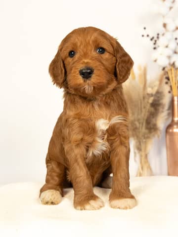 Red with White Markings Goldendoodle puppy Earl