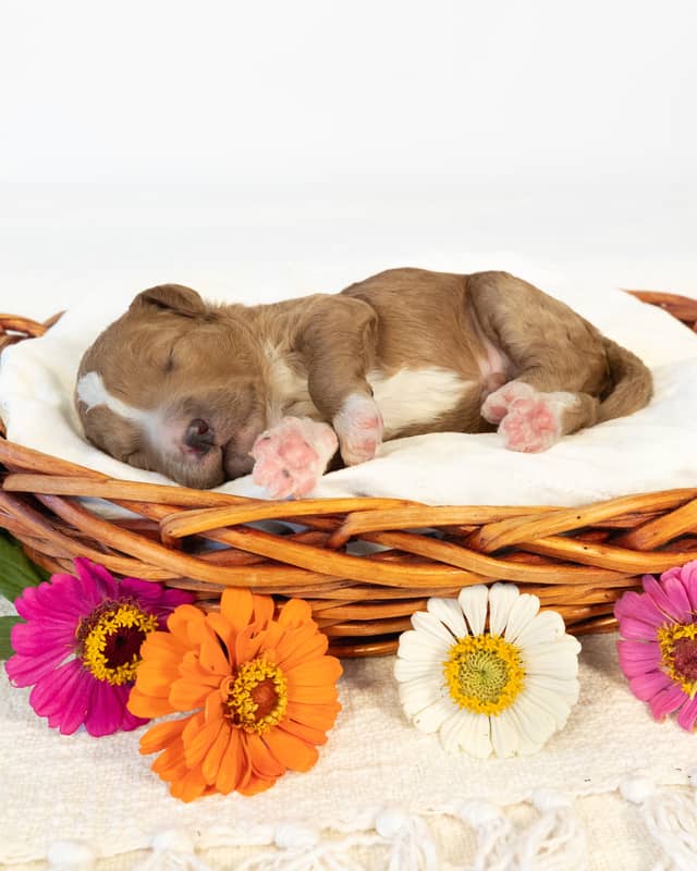 Ford, a Golden with White Markings Goldendoodle puppy