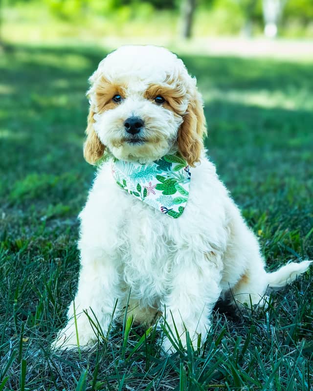 Wentworth, a Golden Parti Cockapoo puppy