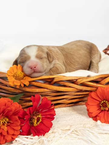 A Cockapoo puppy at the Forever and Always Doodles farm