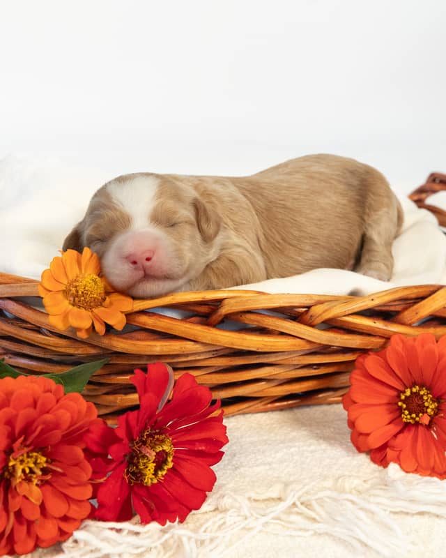 Rome, a Golden with White Markings Cockapoo puppy