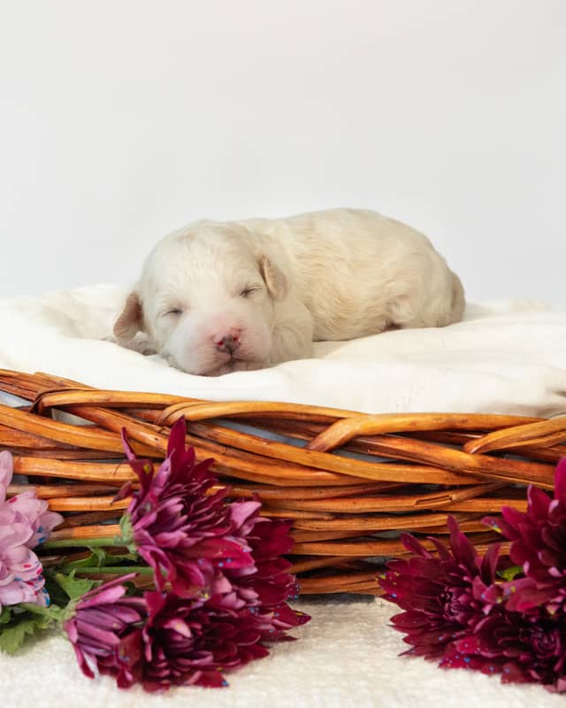 Wentworth, a Golden Parti Cockapoo puppy