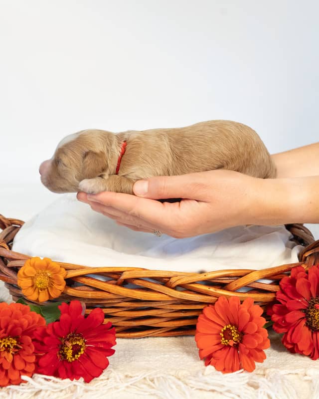 Rome, a Golden with White Markings Cockapoo puppy