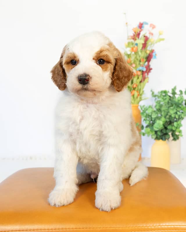 Ben, a Golden Parti Goldendoodle puppy