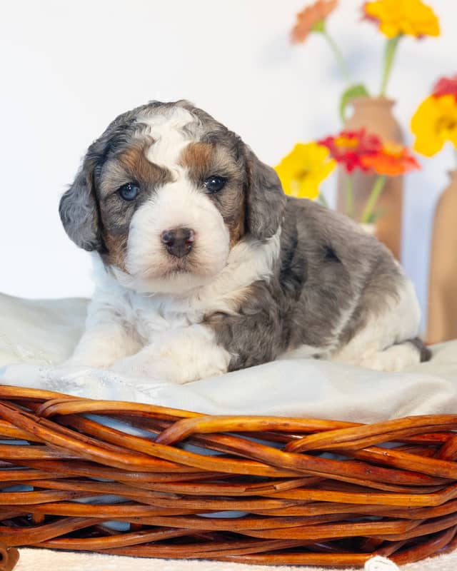Chai, a Phantom Parti Merle Cockapoo puppy
