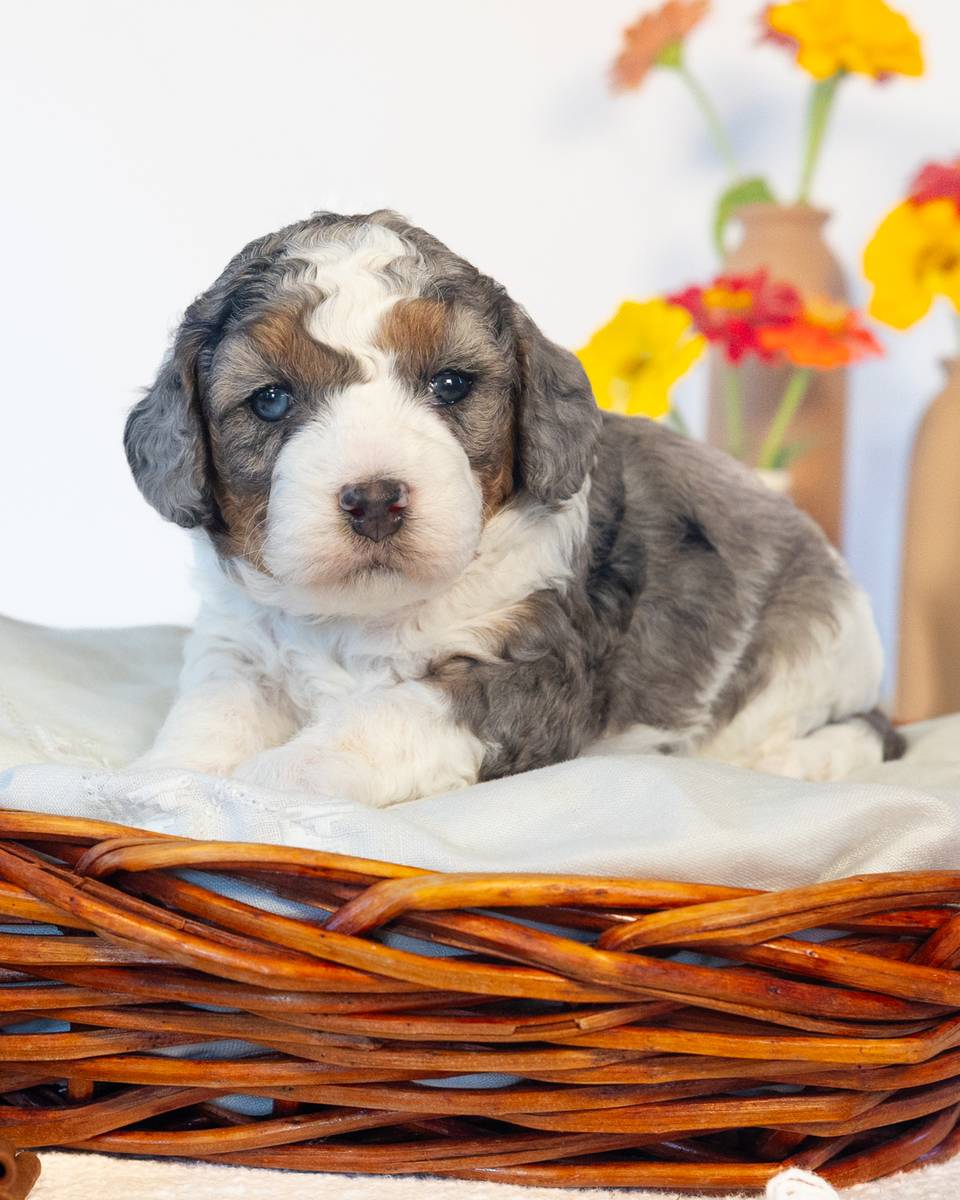 Chai, a Phantom Parti Merle Cockapoo puppy