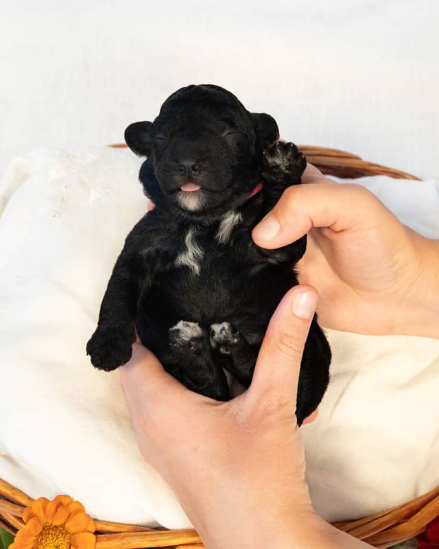 Paris, a Black with White Markings Cockapoo puppy