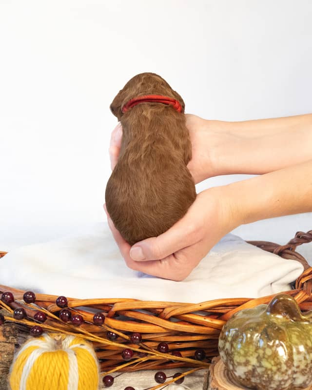 Pumpkin, a Red with White Markings Goldendoodle puppy