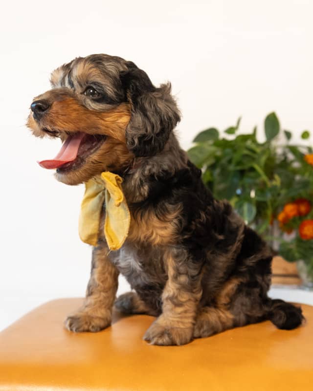Dickens, a Blue Merle Phantom with White Markings Cockapoo puppy