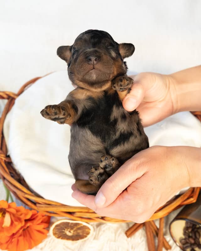 Mocha, a Blue Phantom Merle Cockapoo puppy