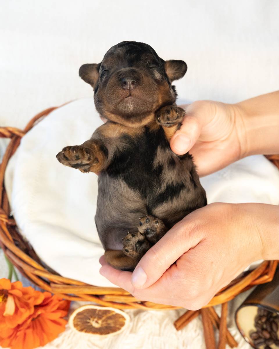 Mocha, a Blue Phantom Merle Cockapoo puppy