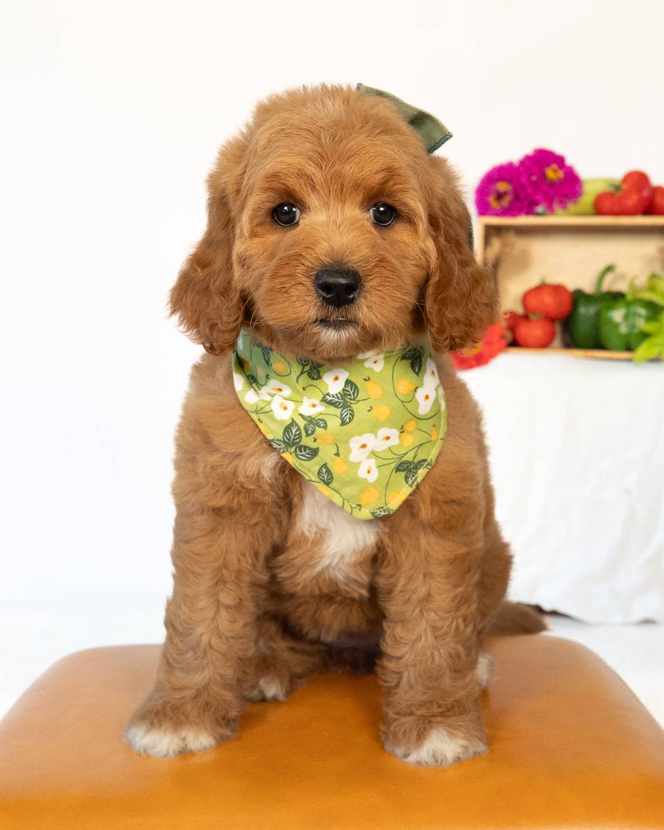 Melon — Red with White Markings Goldendoodle puppy from Forever and Always Doodles, Virginia