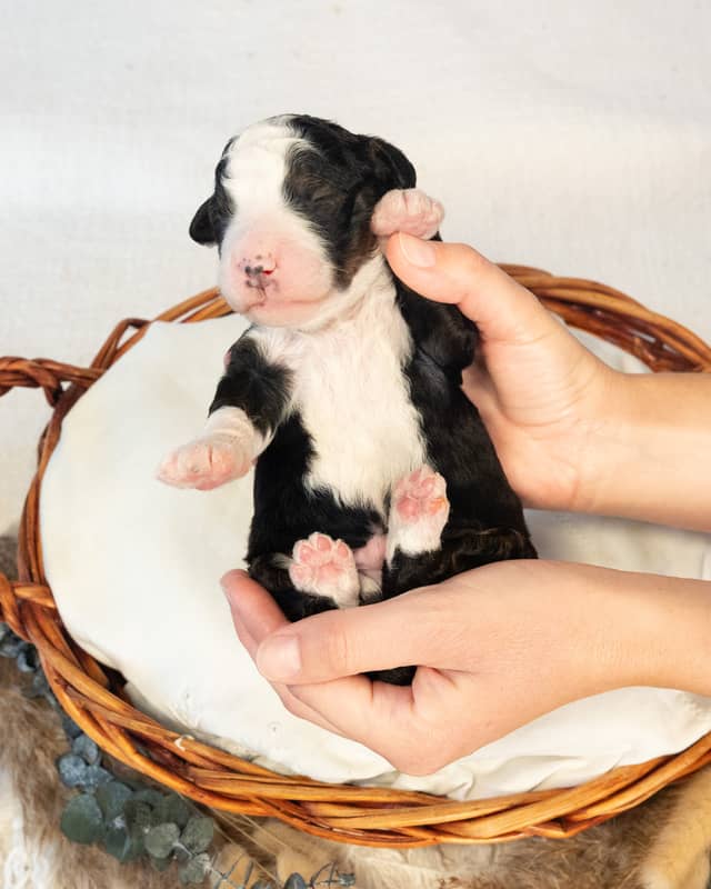 Leif, a Bernedoodle puppy