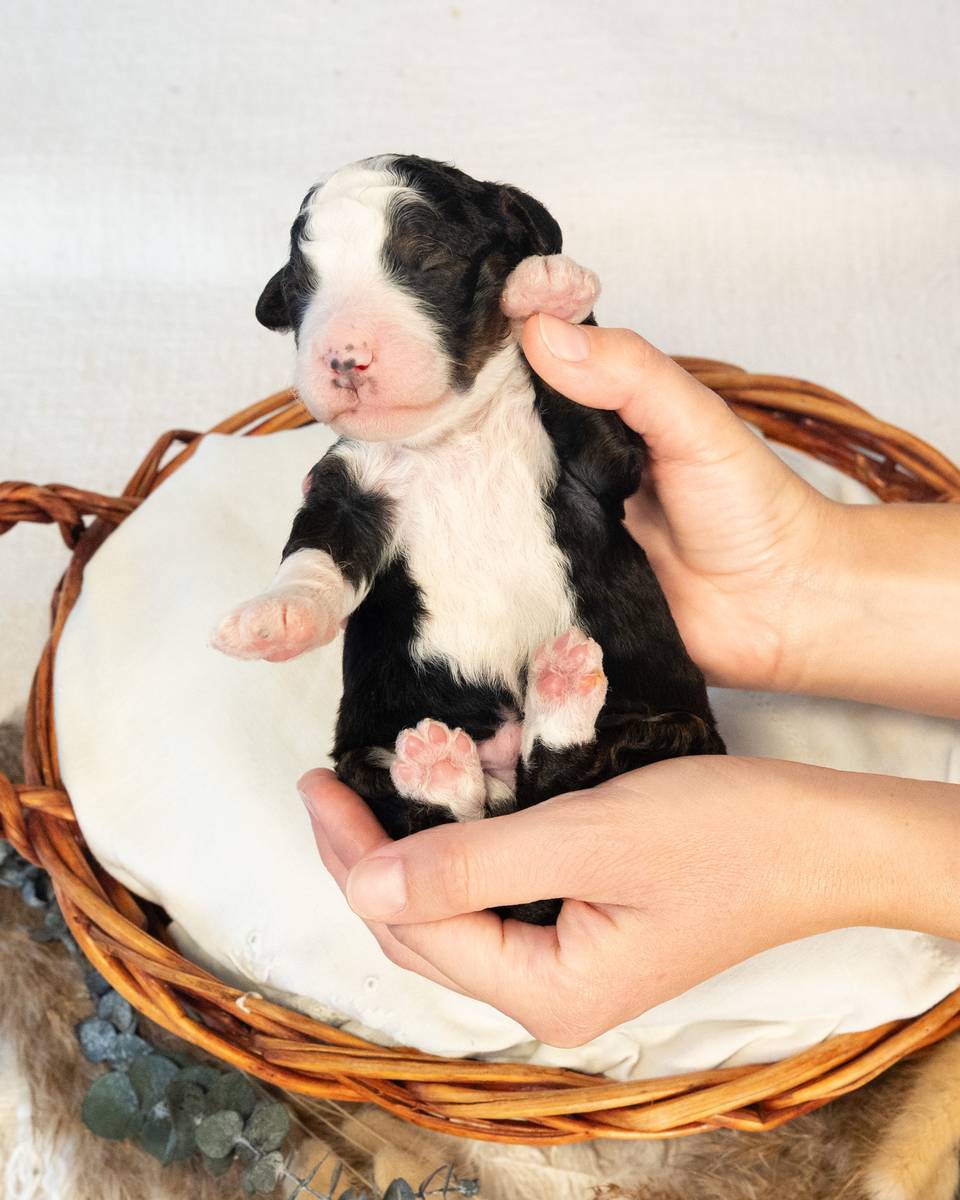 Leif, a Bernedoodle puppy