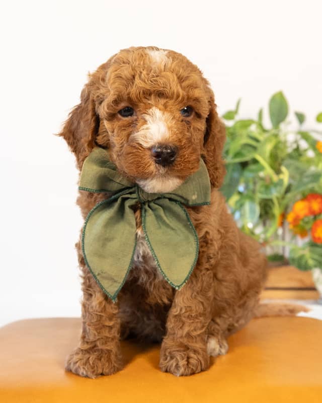 Doyle, a Golden with White Markings Cockapoo puppy