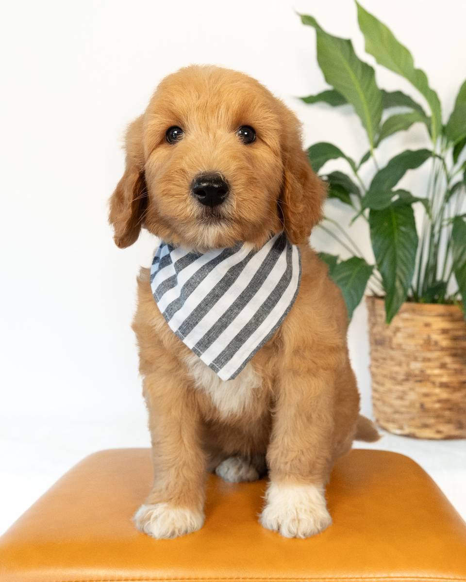 Antigone × Sam — Goldendoodle litter from Forever and Always Doodles, Virginia