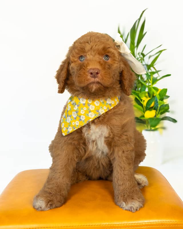 Wendy, a Golden with White Markings Goldendoodle puppy