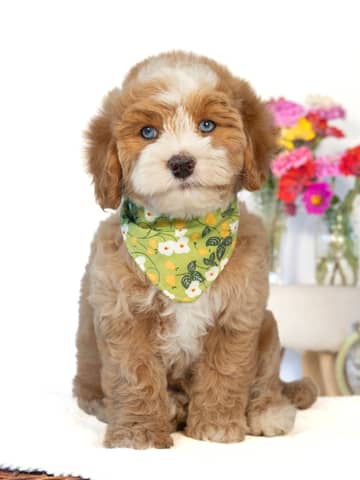 Golden with White Markings Cockapoo puppy Rome