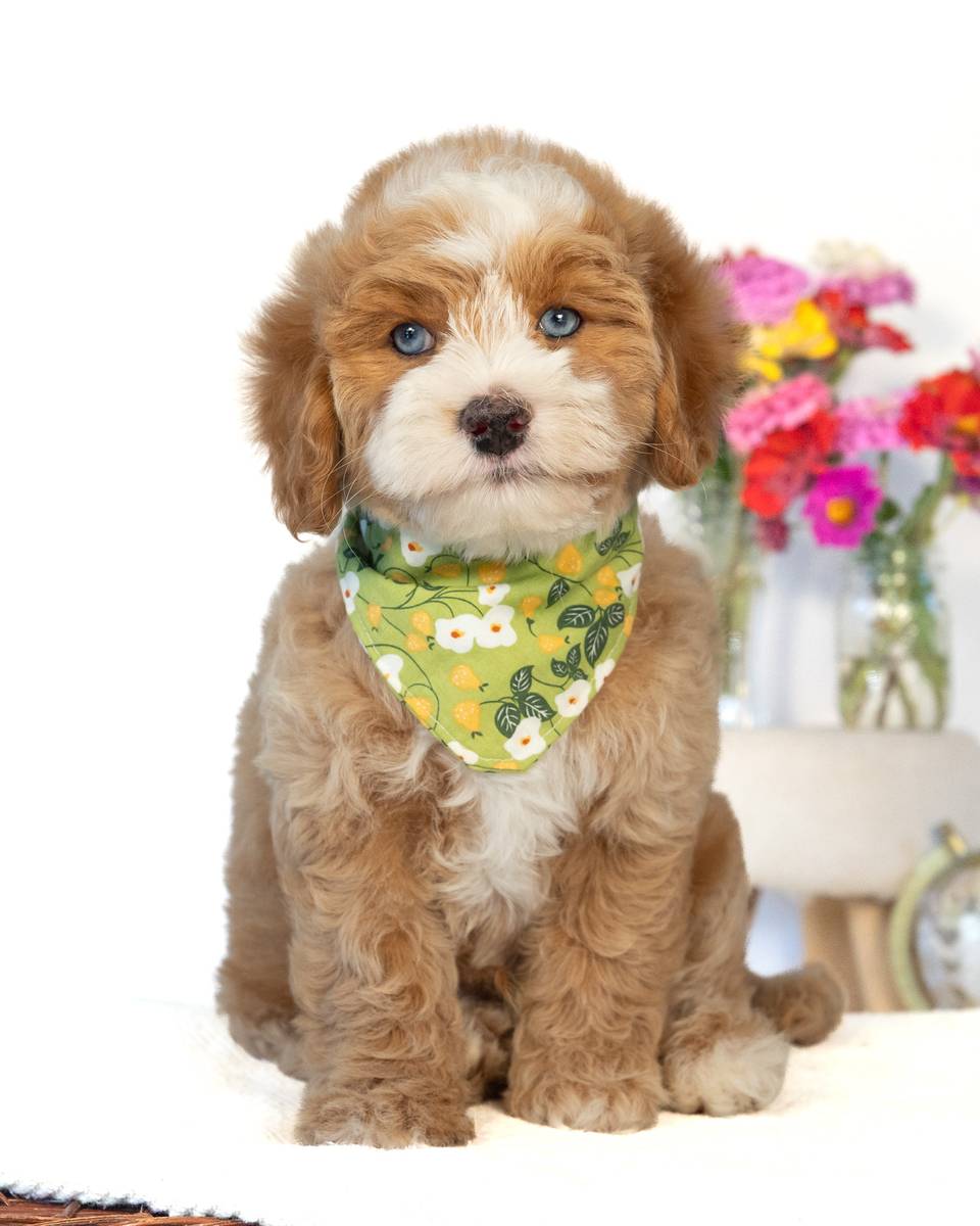 Rome — Golden with White Markings Cockapoo puppy from Forever and Always Doodles, Virginia