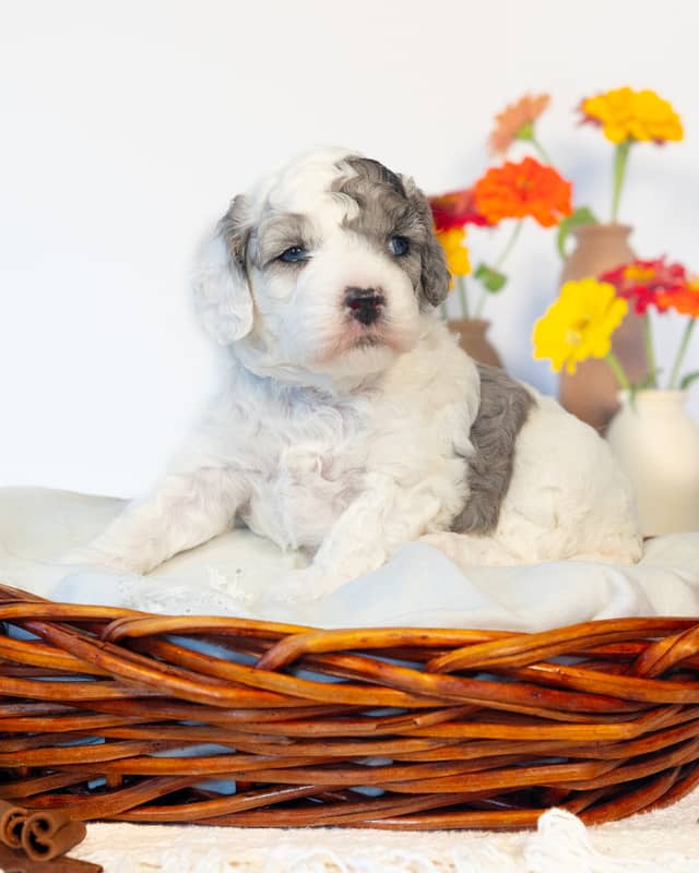 Latte, a Parti Merle Cockapoo puppy