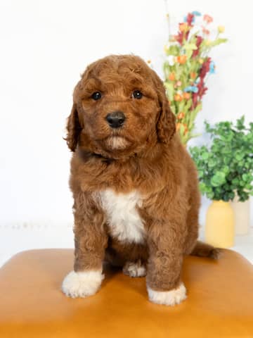 A Goldendoodle puppy