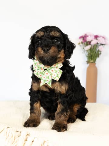 Black Phantom Cockapoo puppy raised by Forever and Always Doodles in Virginia