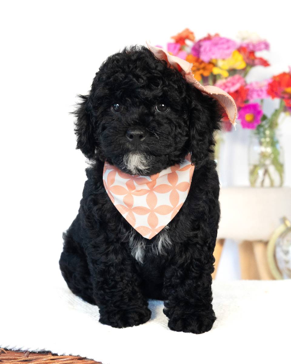 Paris, a Black with White Markings Cockapoo puppy