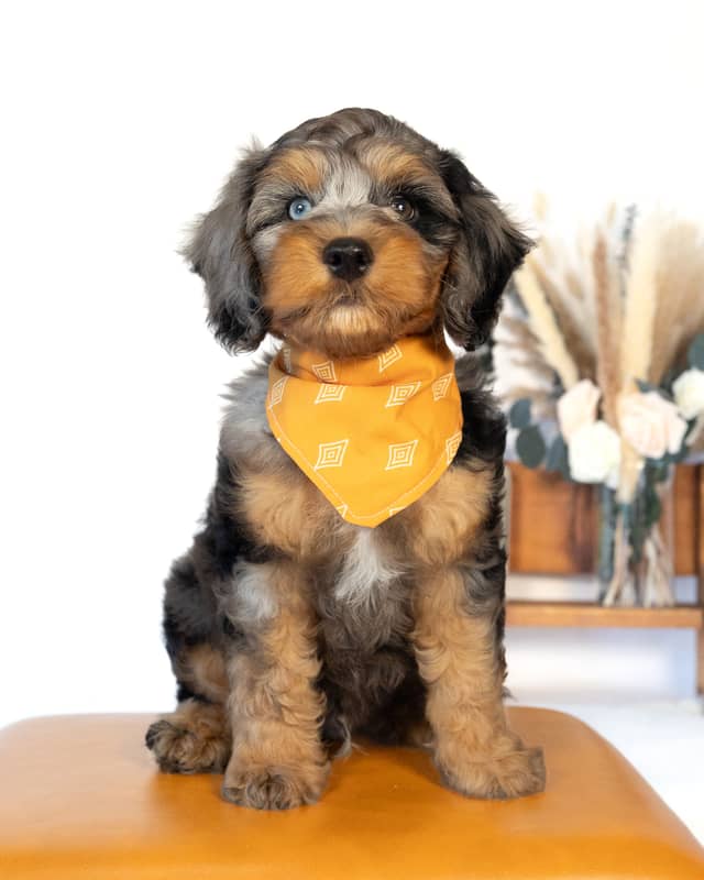 Dickens, a Blue Merle Phantom with White Markings Cockapoo puppy