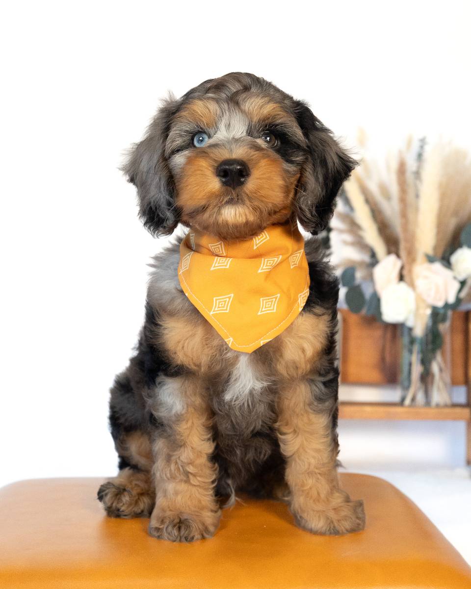 Dickens, a Blue Merle Phantom with White Markings Cockapoo puppy
