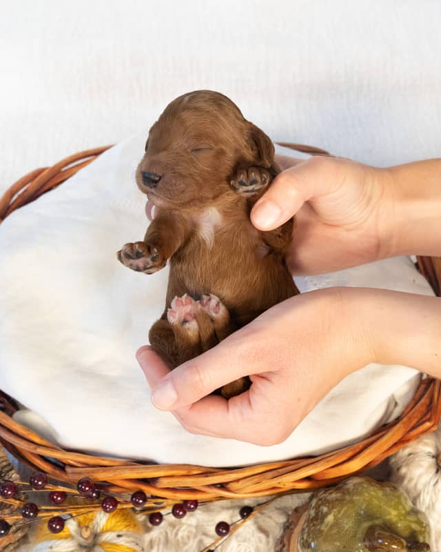 Pumpkin, a Red with White Markings Goldendoodle puppy