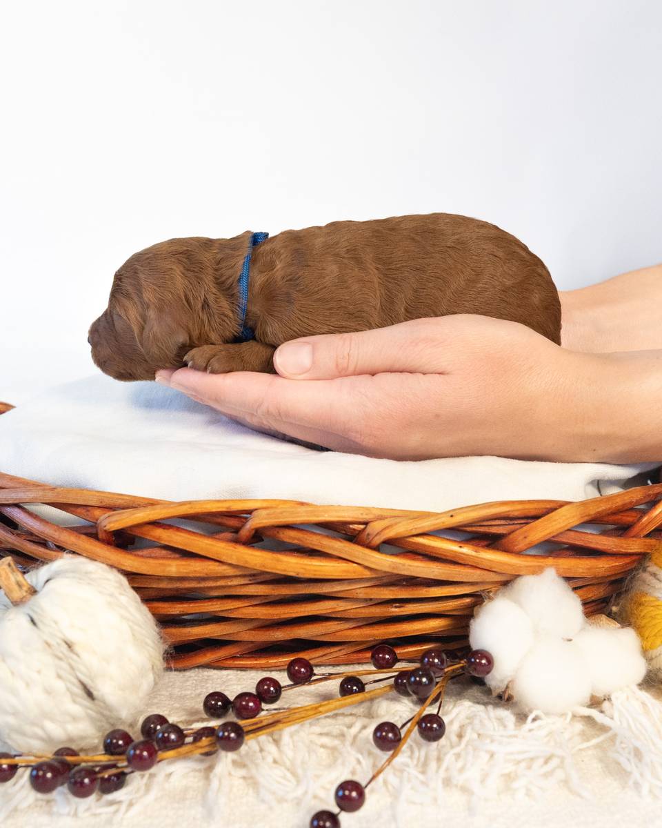 Pecan, a Apricot Goldendoodle puppy