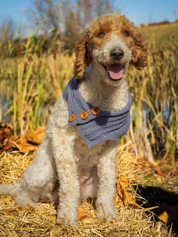 Coconut, a Goldendoodle dam