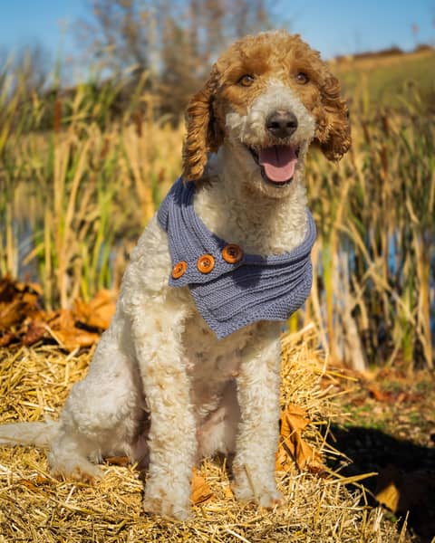 Coconut, a Goldendoodle dam