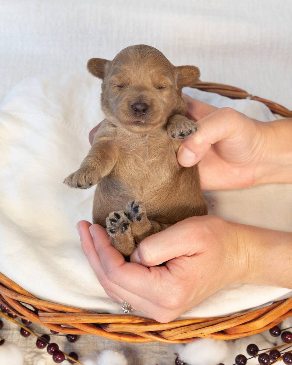 Apple, a Golden Cockapoo puppy