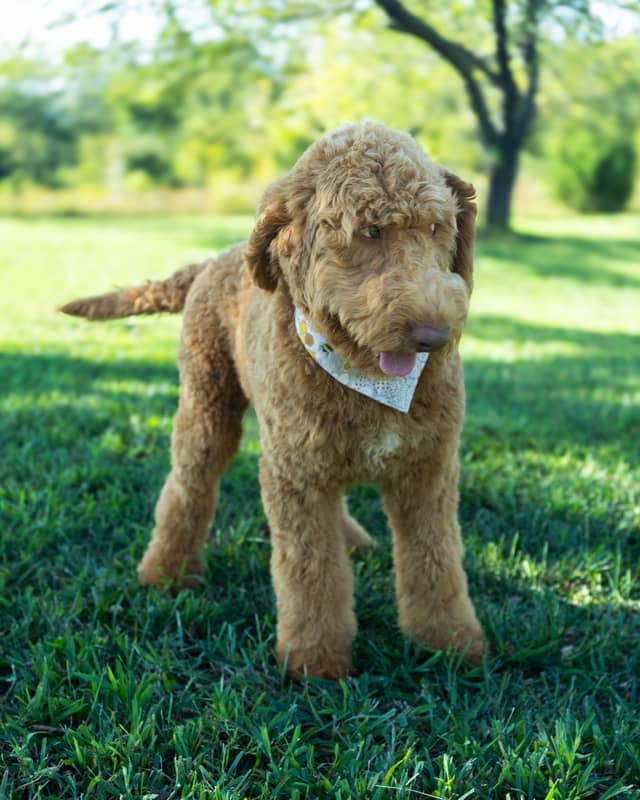 Smee, a Golden with White Markings Goldendoodle puppy