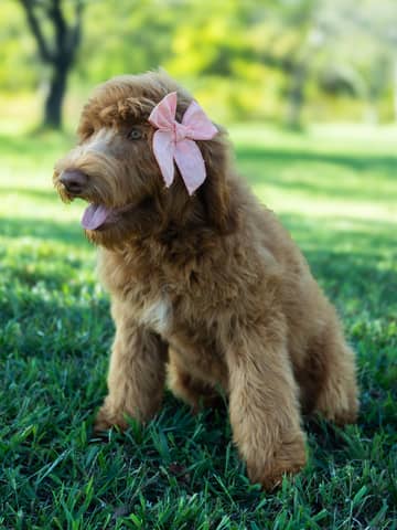 Nana — Apricot with White Markings Goldendoodle puppy from Forever and Always Doodles, Virginia