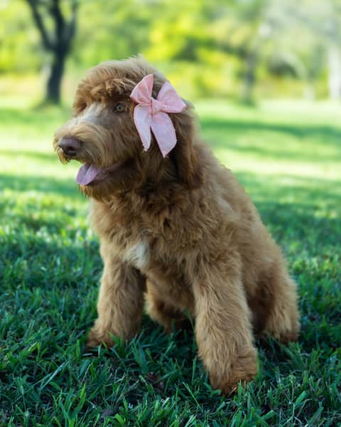A Goldendoodle puppy